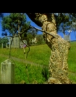 Filename=A_Long_Beside_mp40005.jpg
Filesize=282KiB
Dimensions=1280x720
Date added=Feb 18, 2020 A_Long_Beside_mp40005.jpg