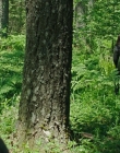 Filename=LeaveNoTrace_285529.jpg
Filesize=191KiB
Dimensions=1280x720
Date added=Jan 15, 2020 LeaveNoTrace_285529.jpg