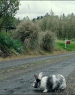 Leave_No_Trace_mp42614.jpg