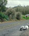Leave_No_Trace_mp42620.jpg