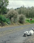 Filename=Leave_No_Trace_mp42621.jpg
Filesize=1703KiB
Dimensions=1920x1040
Date added=Jan 15, 2020 Leave_No_Trace_mp42621.jpg