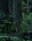 Filename=Leave_No_Trace_mp43728.jpg
Filesize=1361KiB
Dimensions=1920x1040
Date added=Jan 15, 2020 Leave_No_Trace_mp43728.jpg