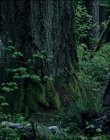 Filename=Leave_No_Trace_mp43730.jpg
Filesize=1299KiB
Dimensions=1920x1040
Date added=Jan 15, 2020 Leave_No_Trace_mp43730.jpg