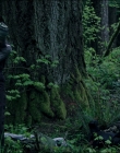 Filename=Leave_No_Trace_mp43731.jpg
Filesize=1296KiB
Dimensions=1920x1040
Date added=Jan 15, 2020 Leave_No_Trace_mp43731.jpg
