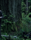 Filename=Leave_No_Trace_mp43732.jpg
Filesize=1307KiB
Dimensions=1920x1040
Date added=Jan 15, 2020 Leave_No_Trace_mp43732.jpg