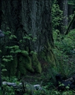 Filename=Leave_No_Trace_mp43734.jpg
Filesize=1317KiB
Dimensions=1920x1040
Date added=Jan 15, 2020 Leave_No_Trace_mp43734.jpg
