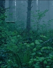 Leave_No_Trace_mp44073.jpg