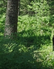 Leave_No_Trace_mp45810.jpg